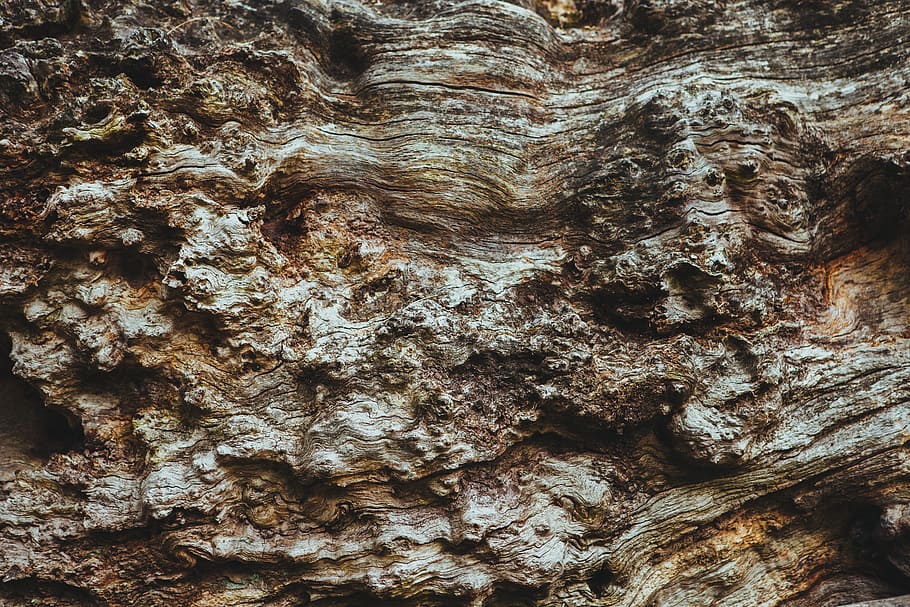 wood, tree, brown, bark, stem, full frame, backgrounds, textured HD wallpaper