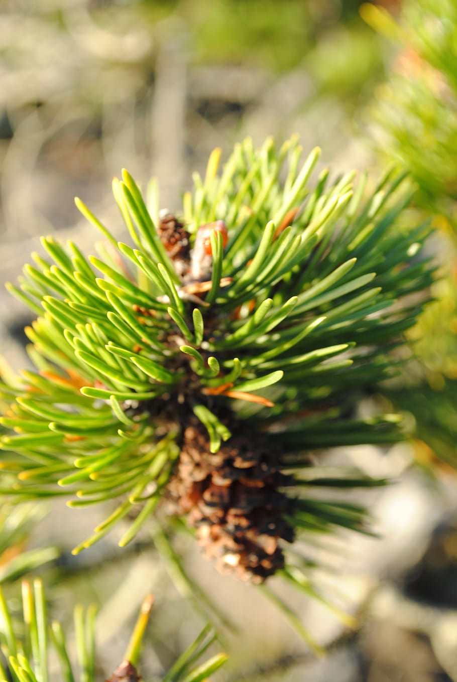 needle, tree, nature, pine, flora, evergreen, cone, conifer HD wallpaper