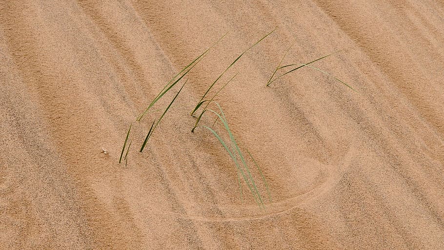 mongolia, desert, structure, grass pattern, sand pattern, no people HD wallpaper
