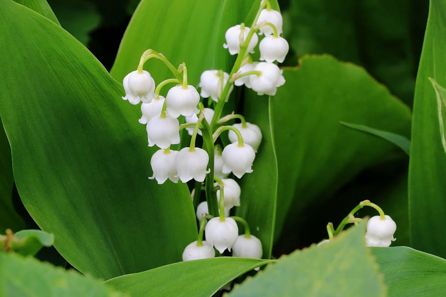 white flowering plant, lily of the valley, spring, nature, signs of spring