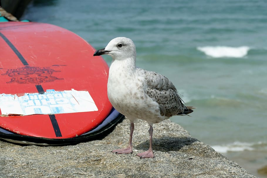 seagull, bird, animal, nature, water, seabird, beach, seaside, HD wallpaper