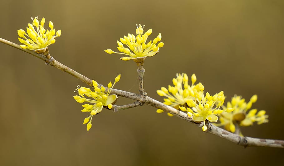 spring, takeshi, bud, life, nature, yellow flower, images, plant HD wallpaper