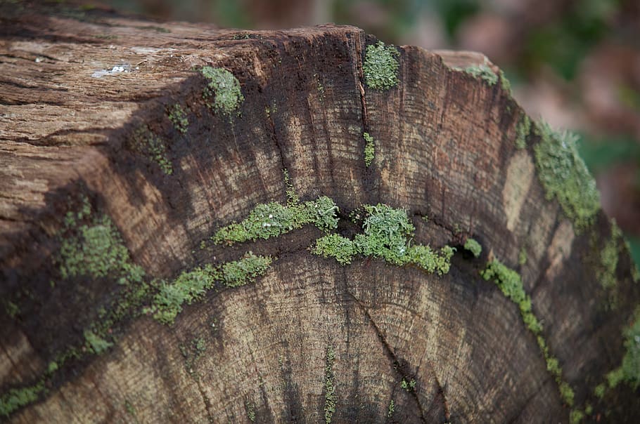 Tree, Moss, Moss, Green, Green, Forest, Nature, Trees, bark HD wallpaper