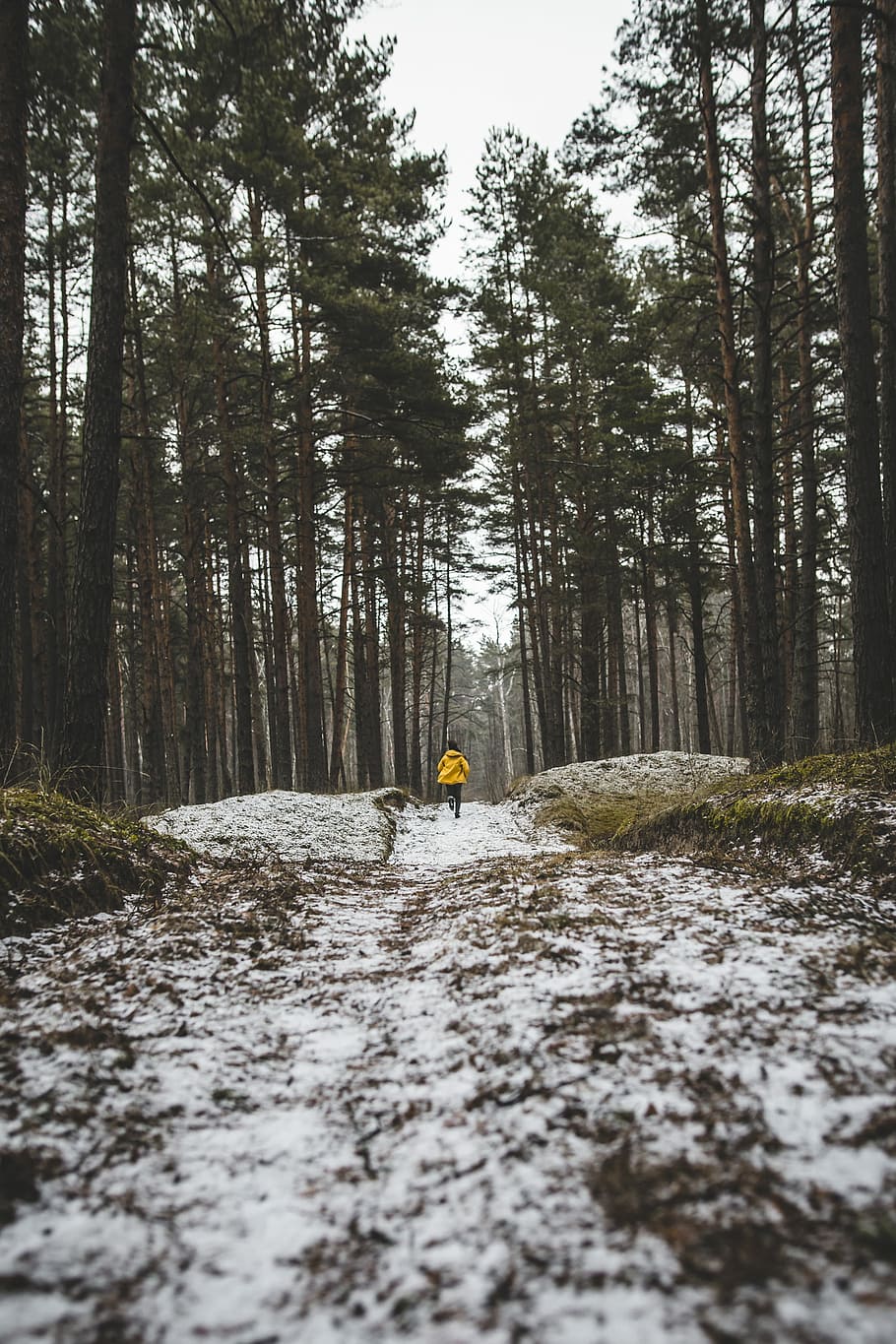 person in yellow jacket running on forest, person running near trees HD wallpaper
