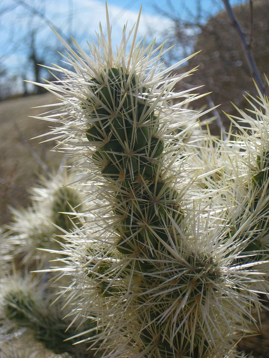 HD wallpaper: cactus, desert, joshua tree national forest, arizona ...