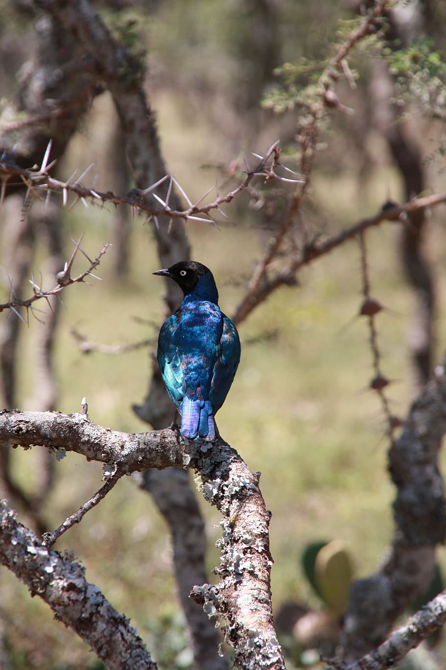 kenya, bird, blue, africa, superb starling, lamprotornis superbus HD wallpaper