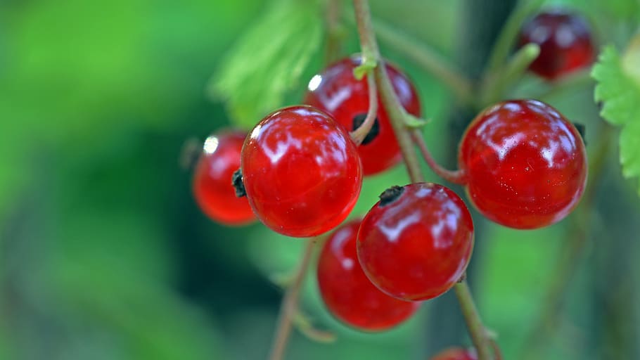 currant, fruit, berries, red currant, fruits, ripe, sour, bush HD wallpaper