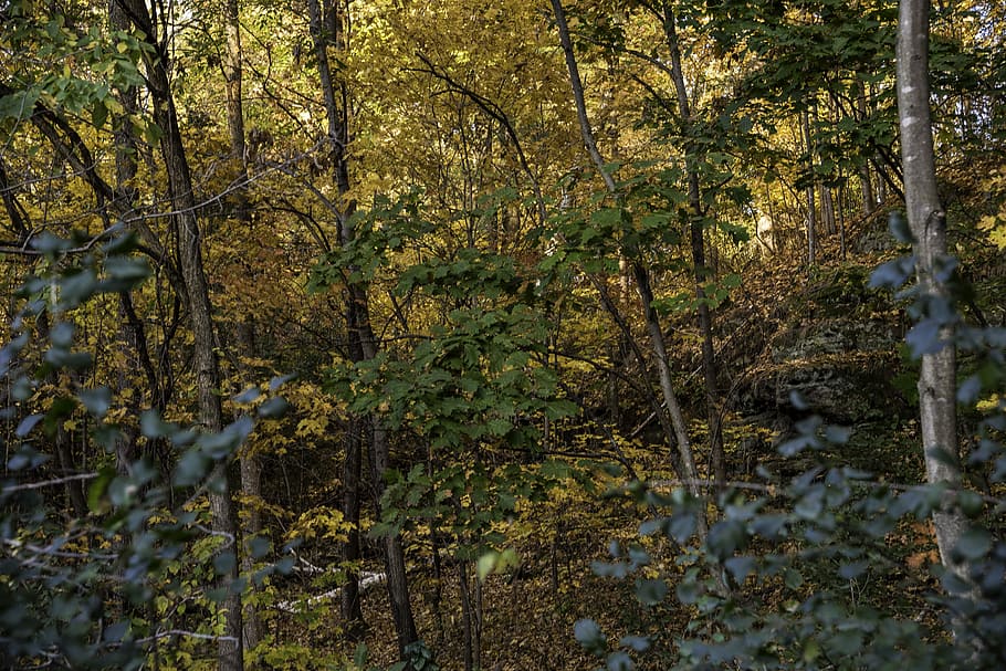 Autumn Foliage in the forest at Pewit's Nest, Wisconsin, fall HD wallpaper