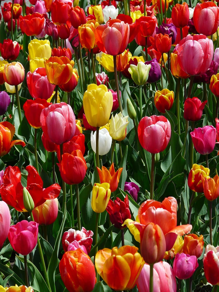 tulip field, tulips, tulpenbluete, flowers, colorful, spring, HD wallpaper
