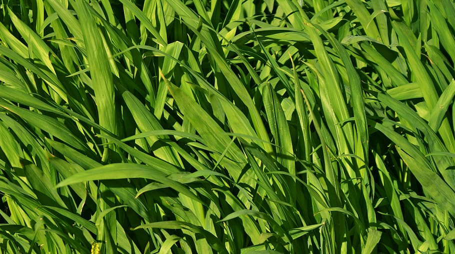 grass, millet, nature, green color, growth, plant, full frame HD wallpaper