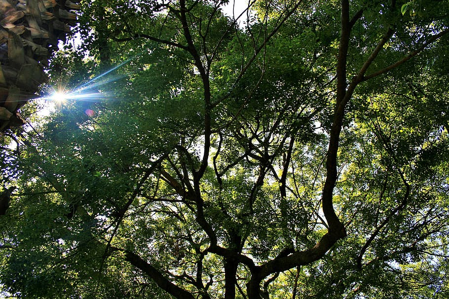 oak tree, large, spread out, sun, focus, low angle view, plant HD wallpaper