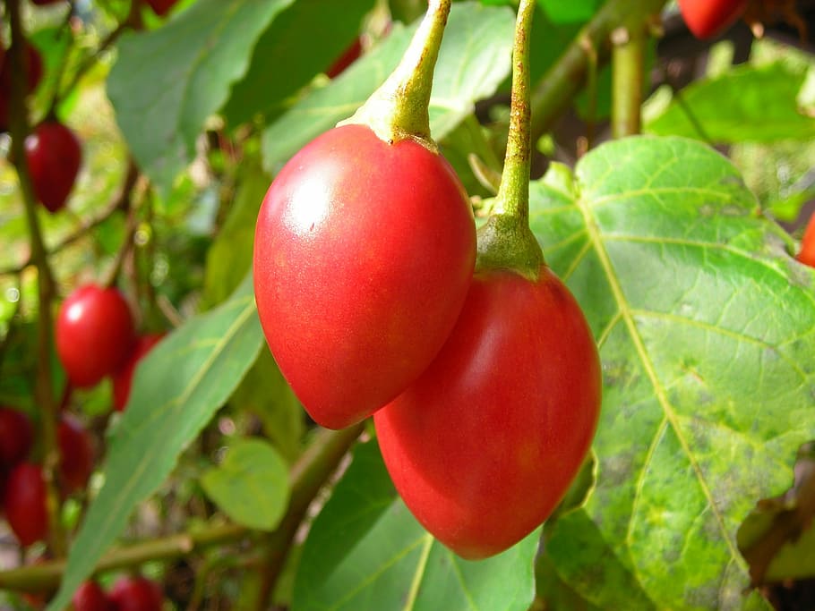 small tomatoes, red, fruit, food and drink, leaf, healthy eating HD wallpaper