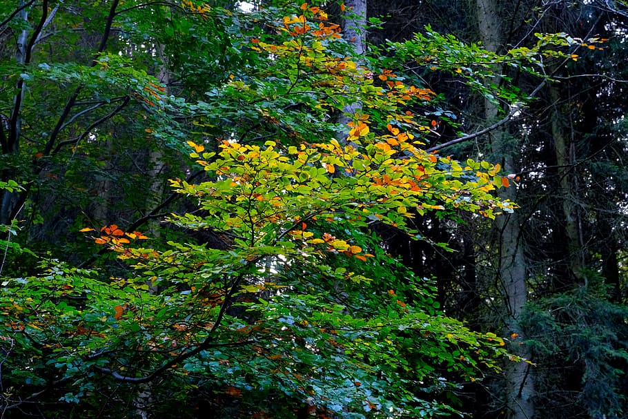 branch, deciduous tree, leaves, nature, forest, autumn, tribe HD wallpaper