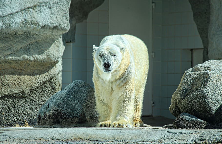 polar bear in captivity area, white, animal, winter, animals HD wallpaper