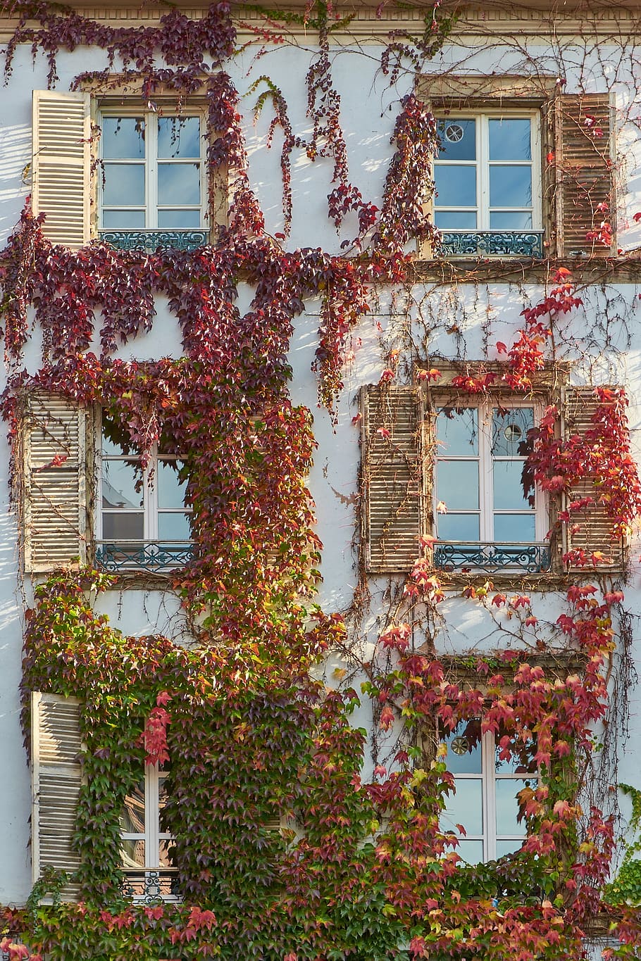 red and green planting vines, facade, home, hauswand, window