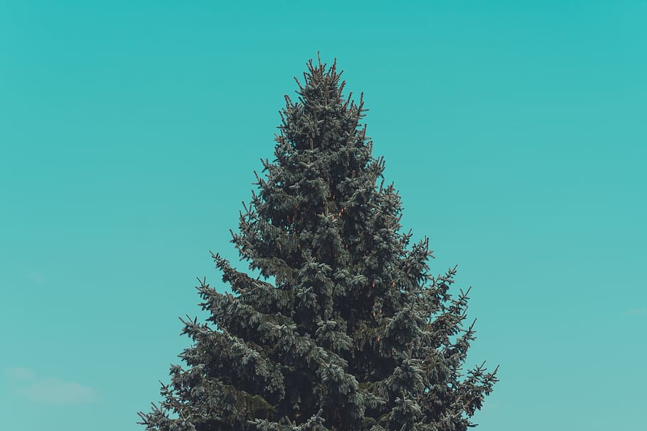 christmas, tree, green, plant, sky, blue, low angle view, copy space HD wallpaper