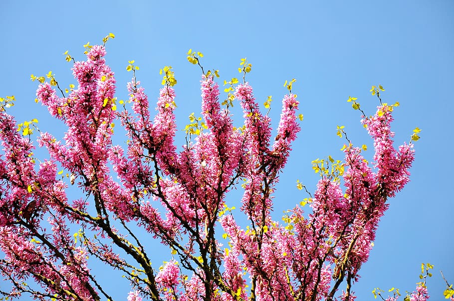 judas tree, spring, bloom, pink color, flower, growth, plant, HD wallpaper