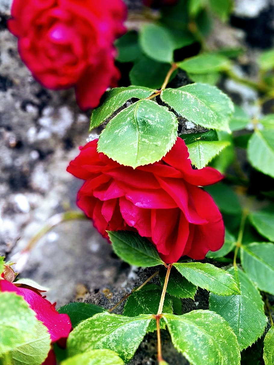 flower, rose, wall, blossom, bloom, nature, red rose, plant HD wallpaper