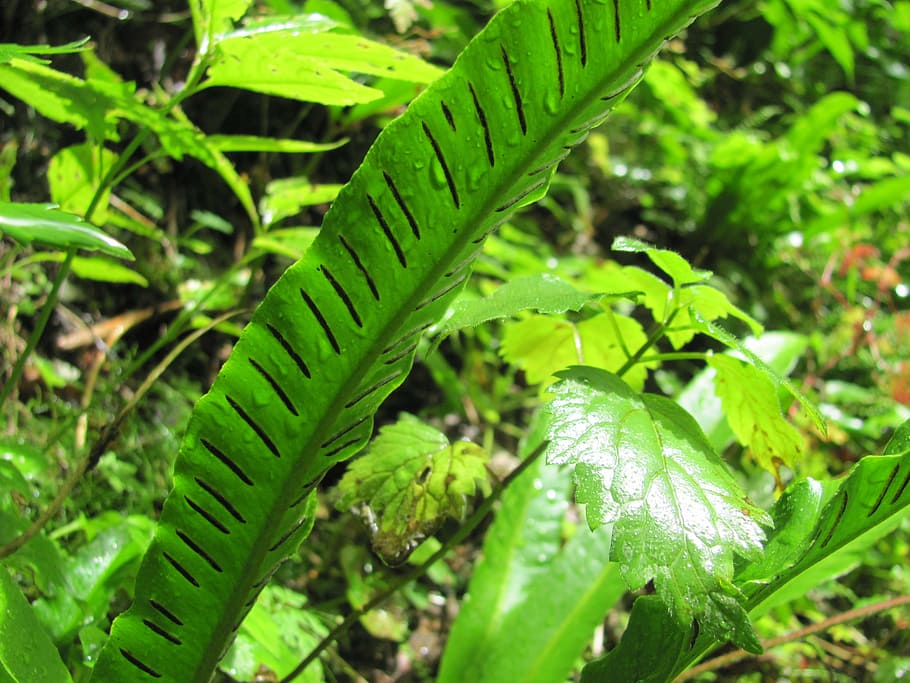 fern, foliage, spóratartó, green color, leaf, plant part HD wallpaper