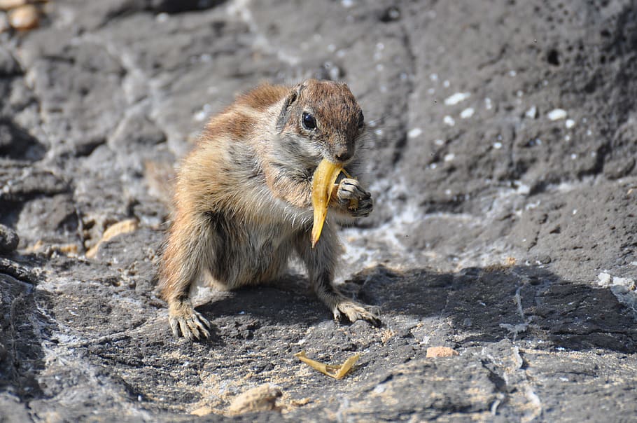 Squirrel, Hungry, Animals, one animal, animal wildlife, eating HD wallpaper