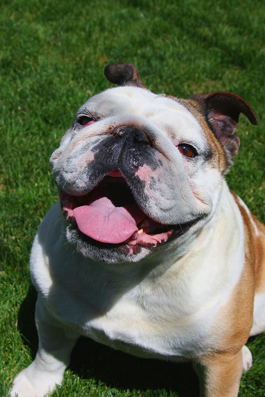 closeup photo of English bulldog tongue out sitting on grass, HD wallpaper