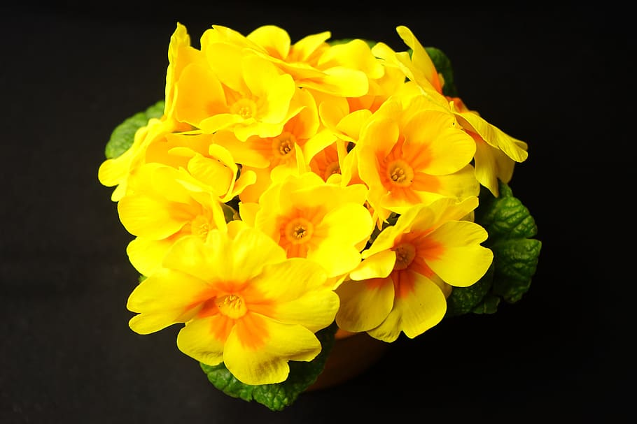 Primrose, Primula, Blossom, Bloom, yellow, primrose greenhouse HD wallpaper