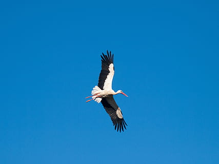bird soaring to the sky, ave, stork, flight, feathers, peak HD wallpaper