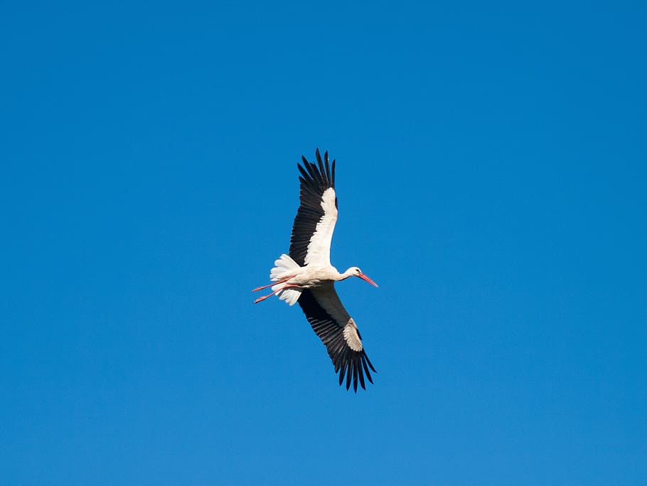 bird soaring to the sky, ave, stork, flight, feathers, peak HD wallpaper