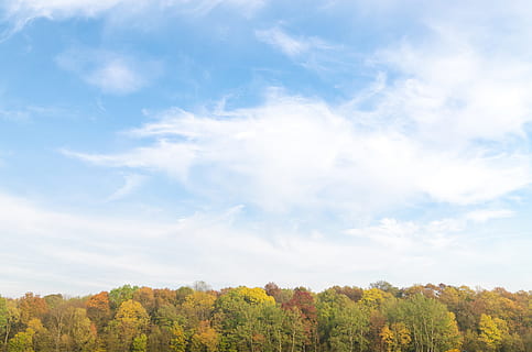 selective focus photography of trees under white clouds and blue sky HD wallpaper