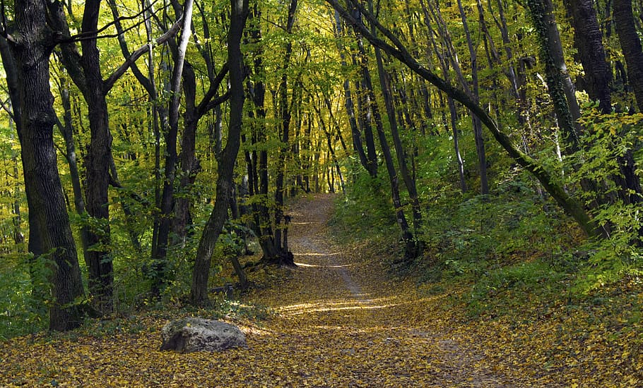 autumn, path, been way, forest, nature, avar, wood, tree, plant HD wallpaper