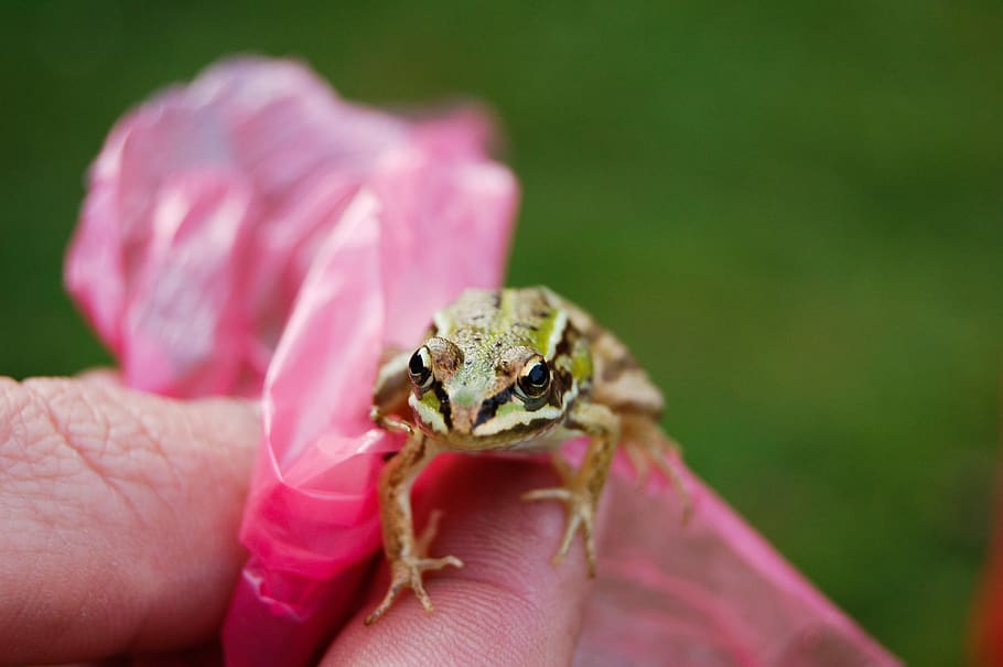 frog, young frog, run, human hand, human body part, one animal HD wallpaper