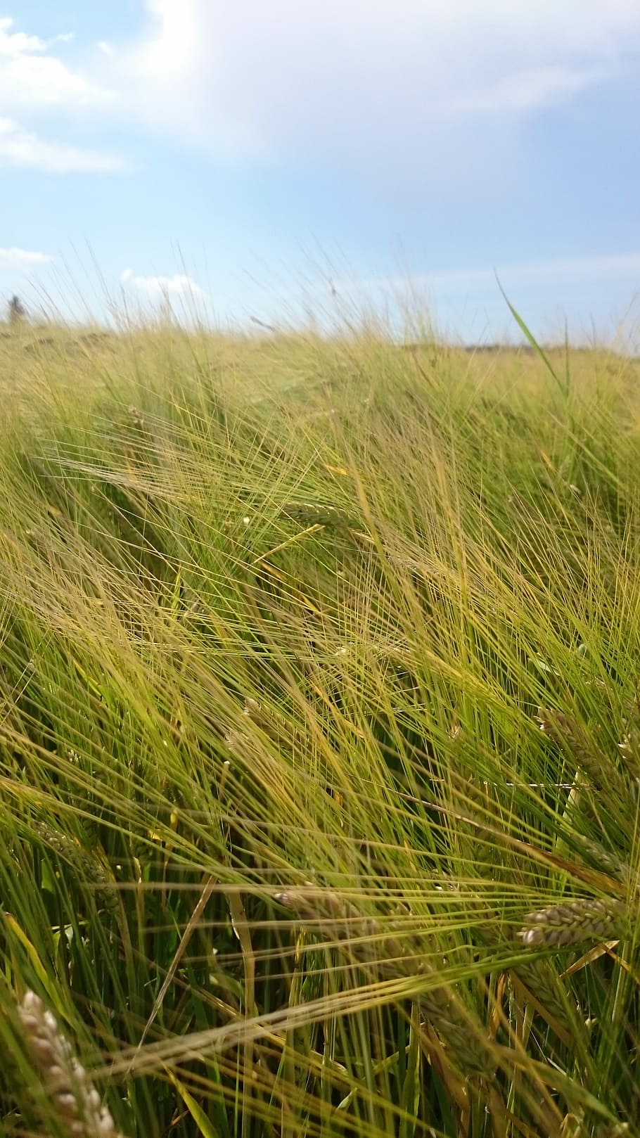 Cereals, Wheat, Field, Cornfield, wheat field, summer, nature HD wallpaper