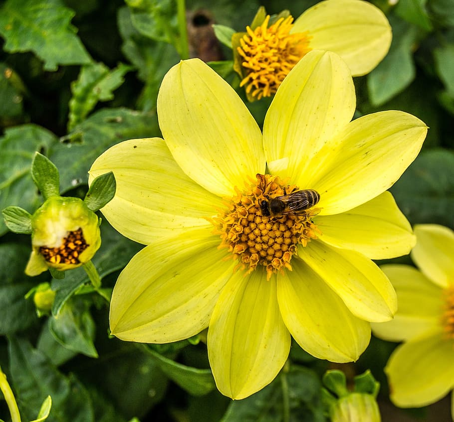 Flower, Blossom, Bloom, Macro, Close, bee, nature, plant, yellow HD wallpaper