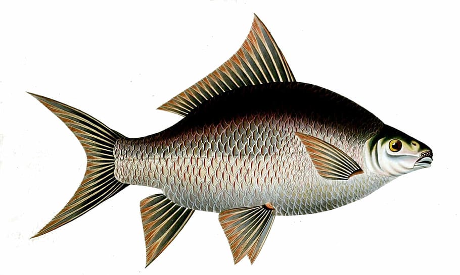 Catla or Indian Carp - Catla catla, fish, photo, public domain, HD wallpaper