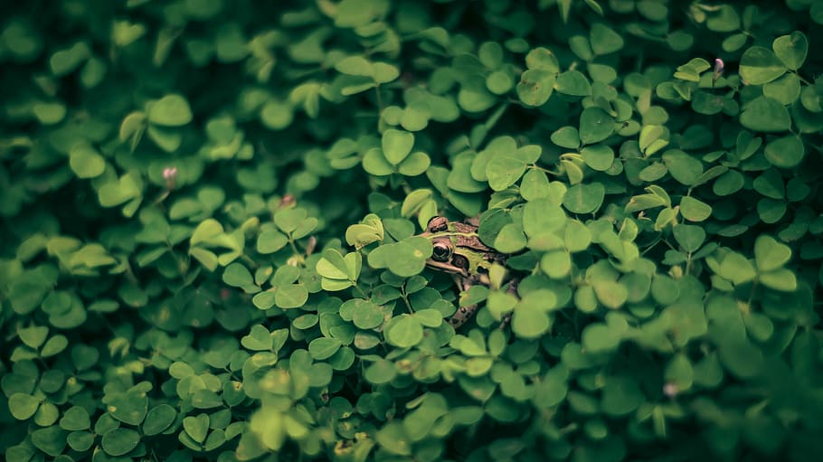 green leaves, photo of clover plant, frog, foliage, lily, pad HD wallpaper