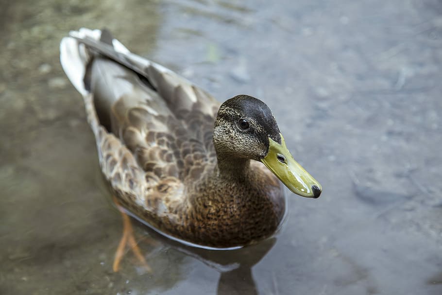 HD wallpaper: female brown mallard duck floating on water, mallard duck ...