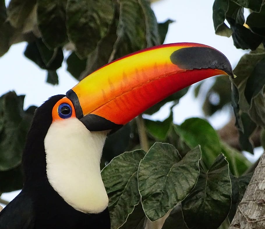 tucano, bird, brazil, nature, large spout, animals, colorful, HD wallpaper