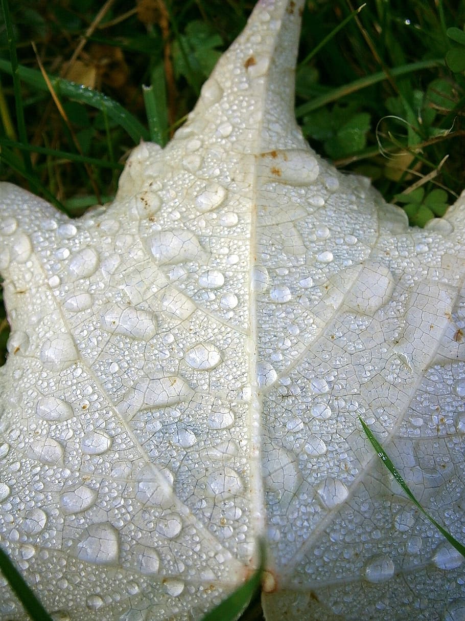 leaf, maple, fall foliage, bottom, back, white, drop of water HD wallpaper