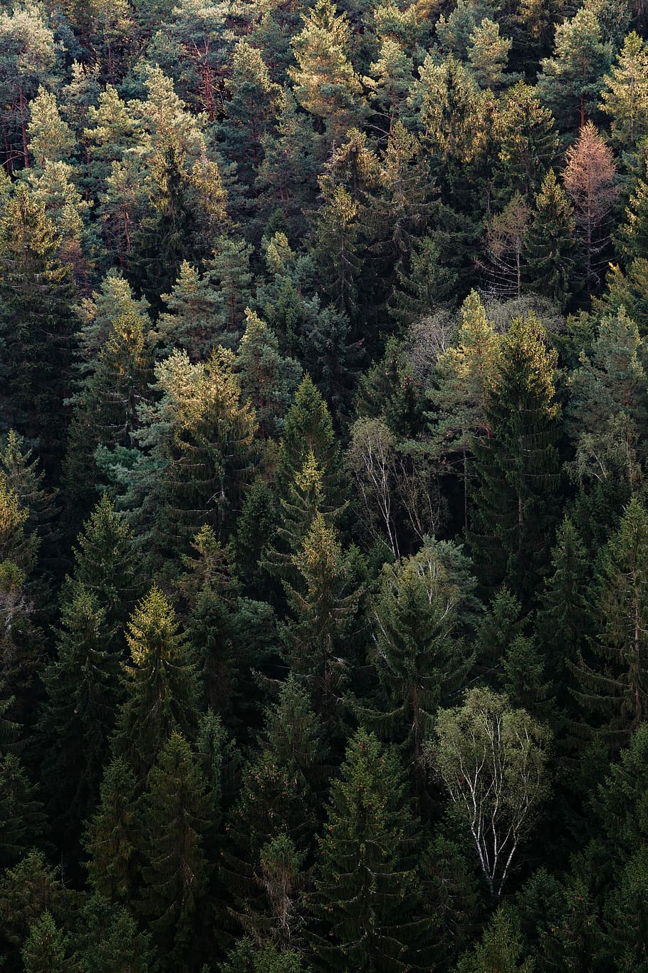 green trees during daytime, aerial view photography of green trees during daytime HD wallpaper