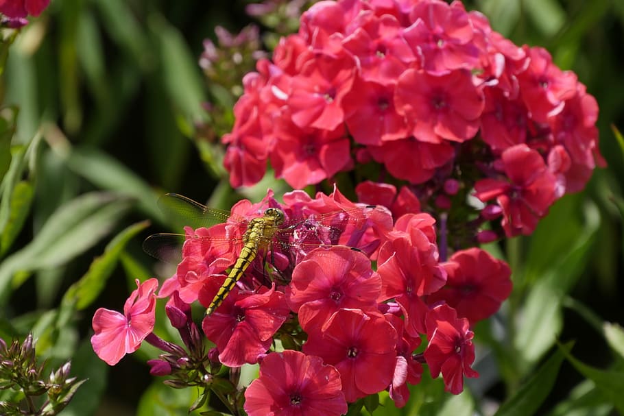 Dragonfly, Flowers, Nature, freshness, growth, plant, pink color HD wallpaper