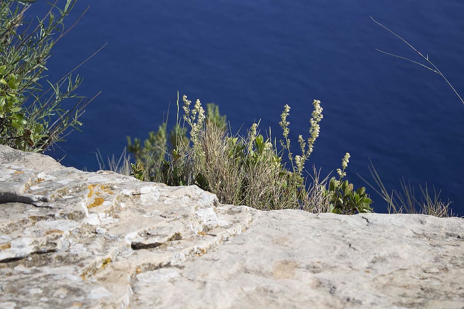 sea, beach, forest, blue, beige, water, plant, nature, rock HD wallpaper