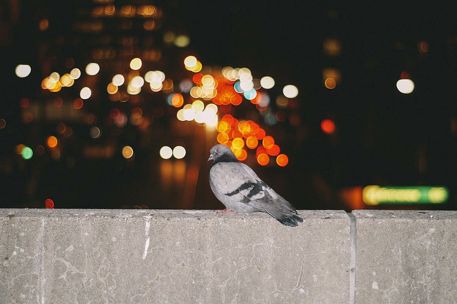 pigeon standing on concrete railing, gray, black, wall, nighttime, HD wallpaper