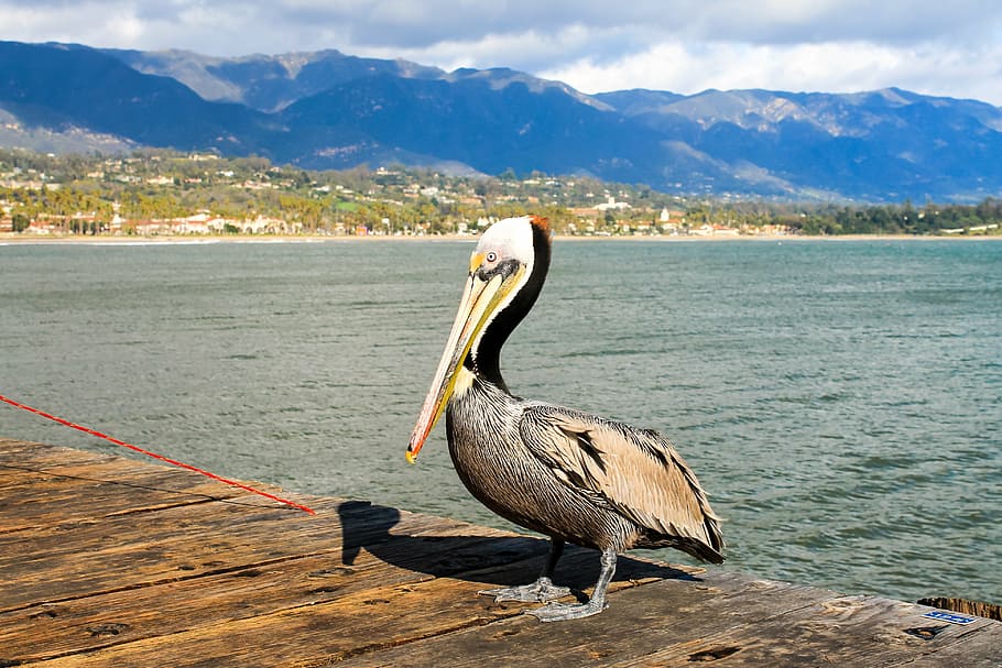 pelican standing on brown wooden bridge near body of water, santa barbara