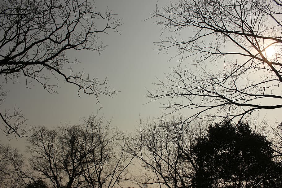tree, the scenery, dead leaves, plant, sky, branch, bare tree HD wallpaper