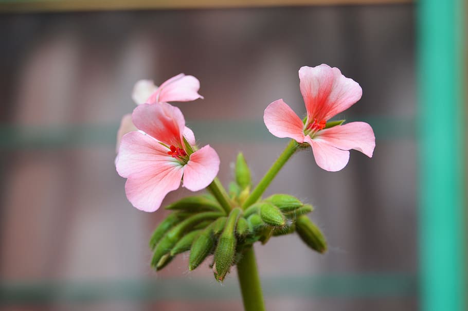flowers, petals, plant, macro, bloom, blossom, close-up, flora HD wallpaper
