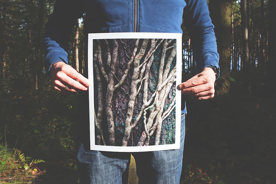 person holding photo of roots, person holding gray branch photo HD wallpaper