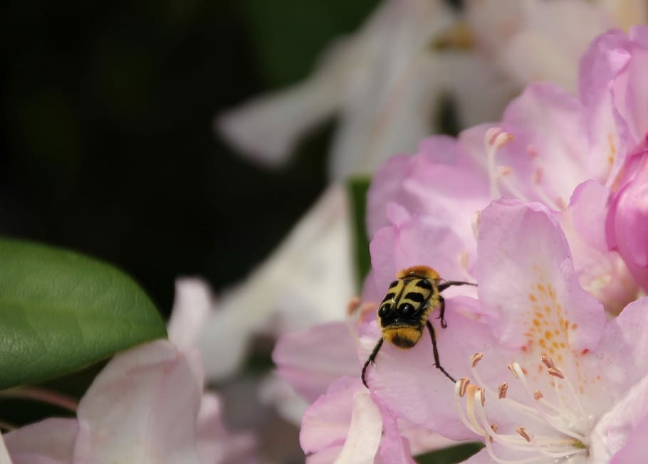 Brush, Beetle, Insect, Close, brush beetle, garden, flower HD wallpaper