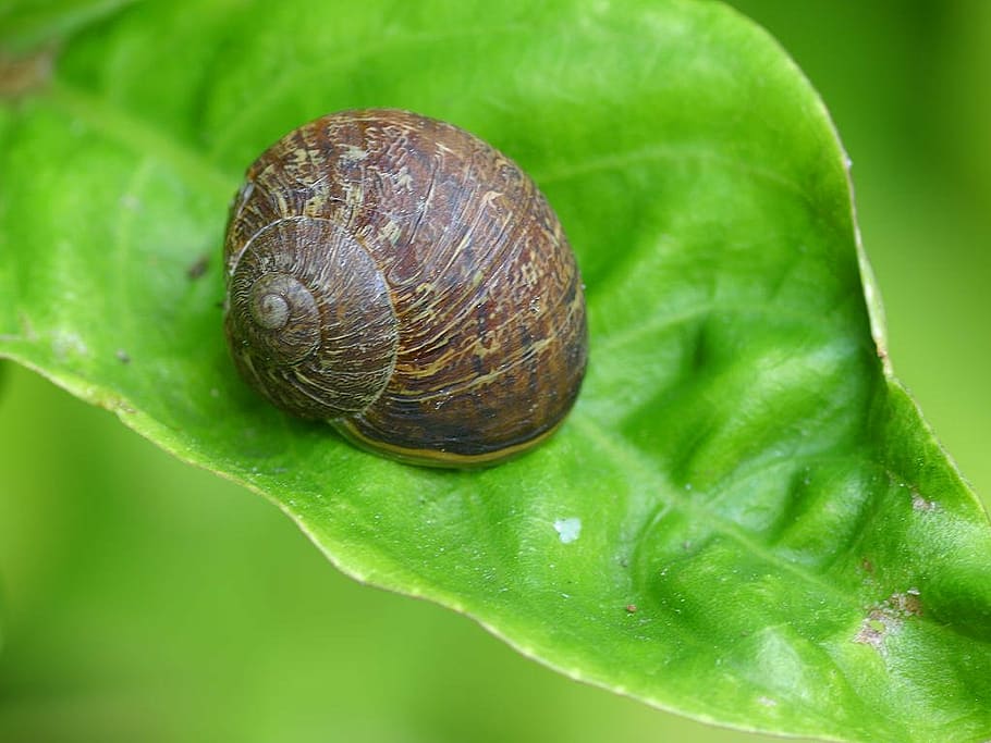 shell, snail, leaf, slowly, creature, animal, nature, animal world HD wallpaper