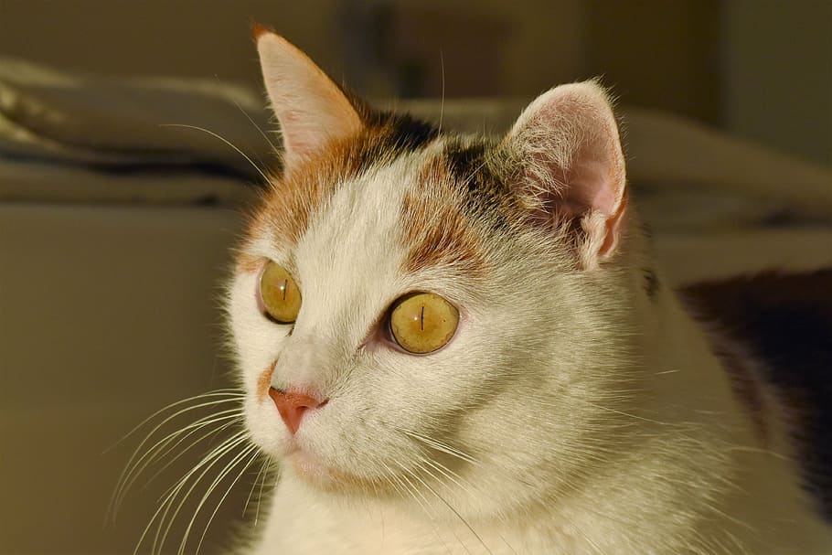 cat, white, animal, creature, pet, white cat, mieze, adidas HD wallpaper