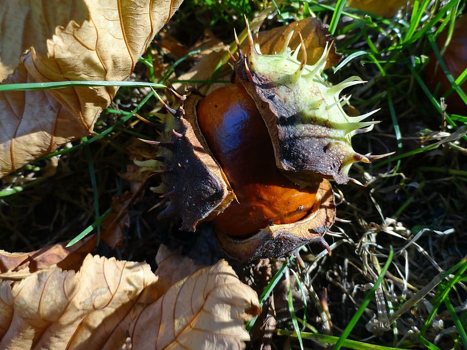 chestnut, on, the grass, plant, growth, nature, leaf, plant part HD wallpaper